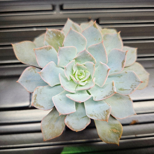 Ghost Echeveria