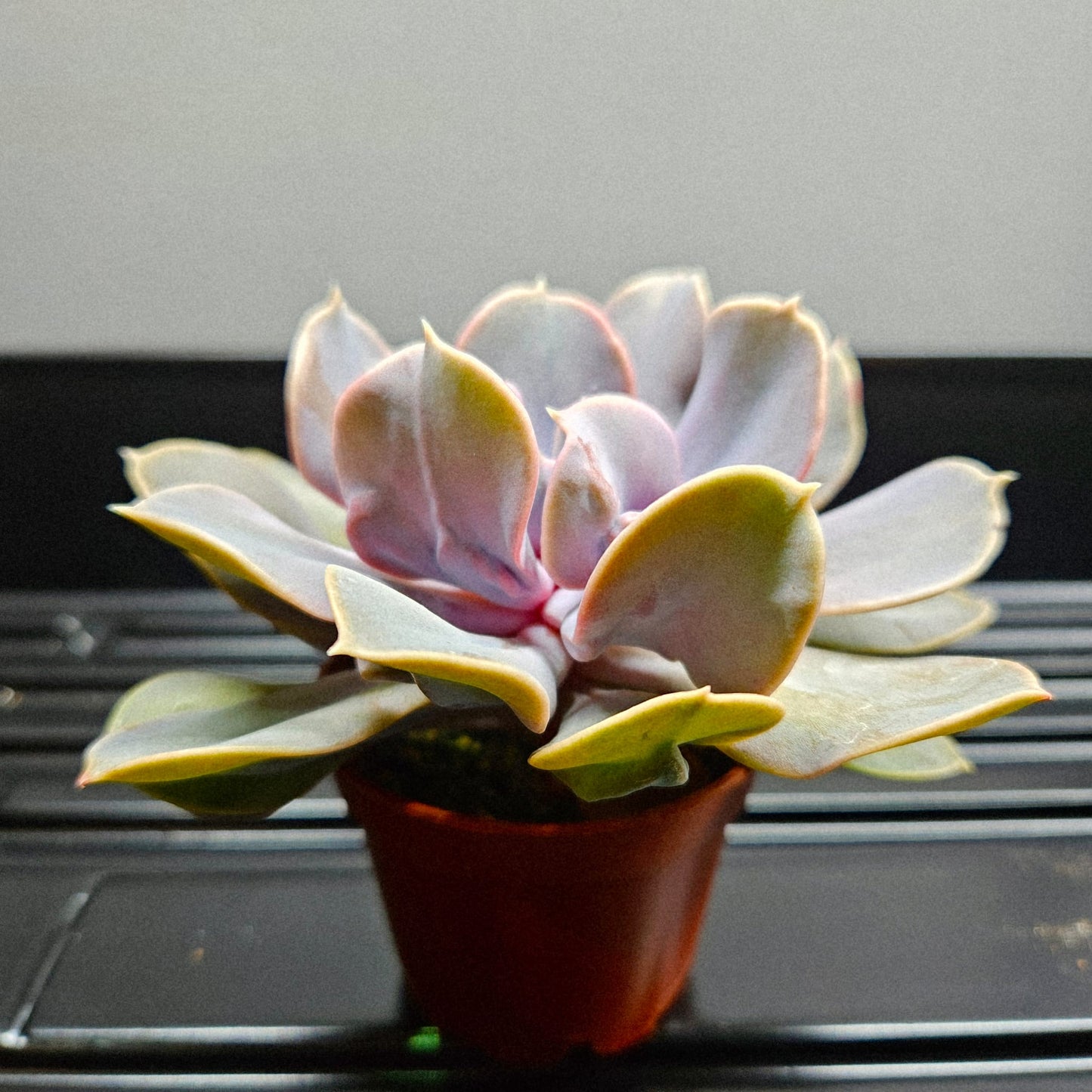 Echeveria Lilacina Hybrid