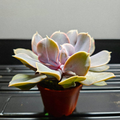 Echeveria Lilacina Hybrid