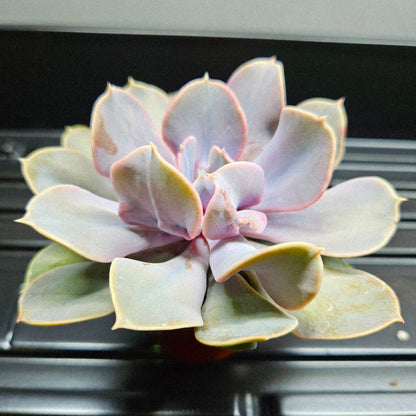Echeveria Lilacina Hybrid