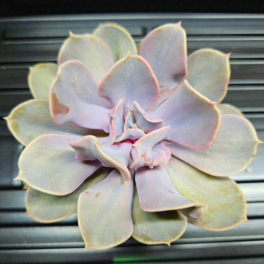 Echeveria Lilacina Hybrid
