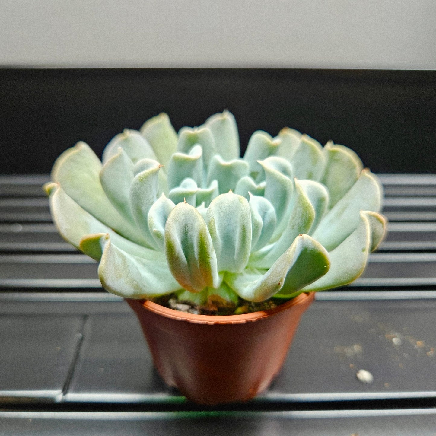 Echeveria Runyonii Topsy Turvy