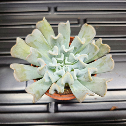 Echeveria Runyonii Topsy Turvy
