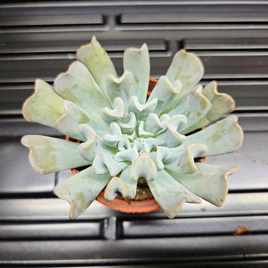 Echeveria Runyonii Topsy Turvy