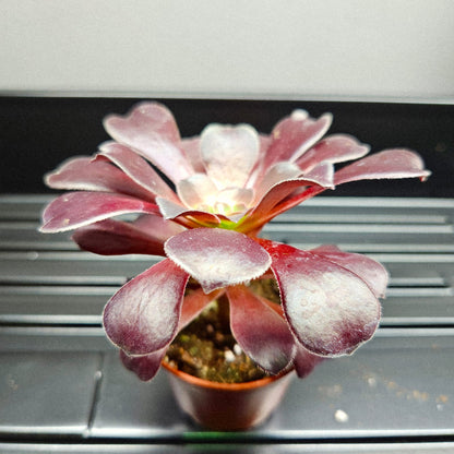 Black Rose Aeonium