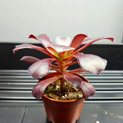 Black Rose Aeonium
