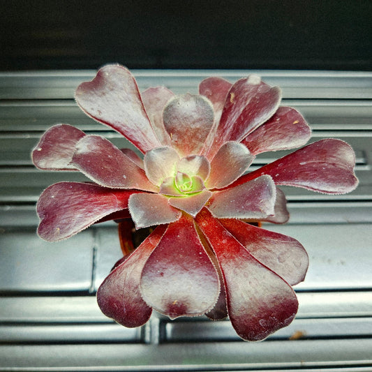 Black Rose Aeonium