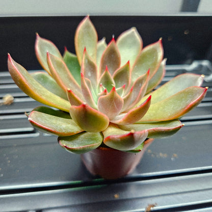 Echeveria Pulidonis