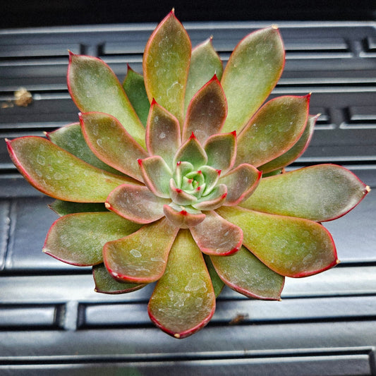 Echeveria Pulidonis