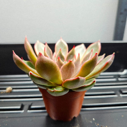 Echeveria Pulidonis