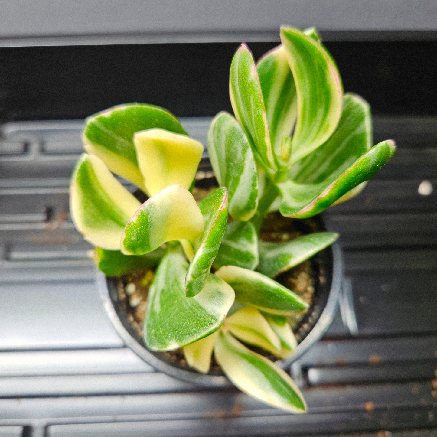 Crassula Ovata Variegata