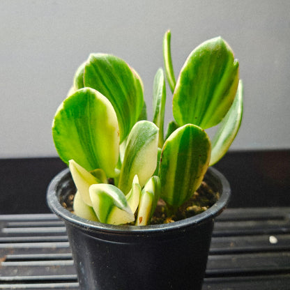 Crassula Ovata Variegata