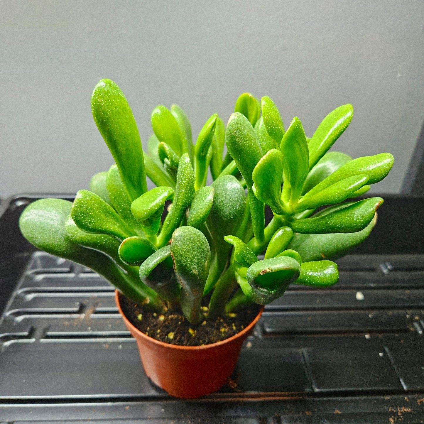 Gollum Jade