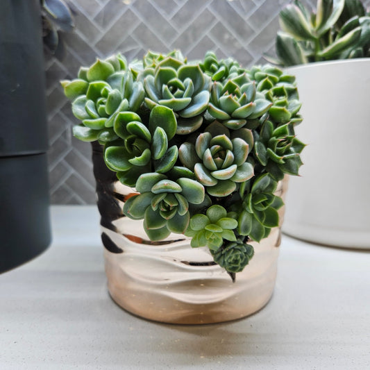 Rare Echeveria Hybrids Succulent Arrangement - #1