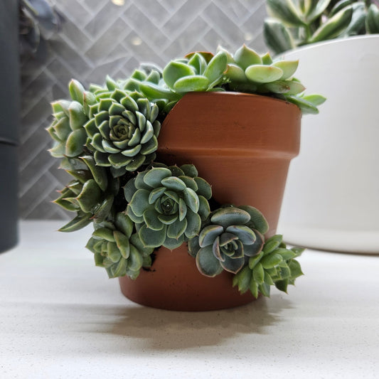 Rare Echeveria Hybrids Succulent Arrangement - #2