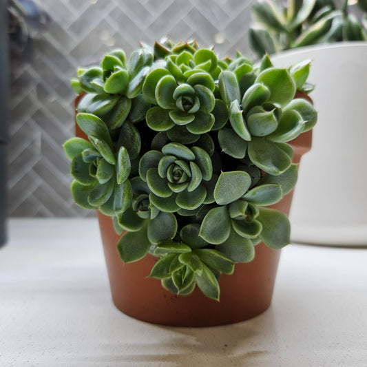 Rare Echeveria Hybrids Succulent Arrangement - #3