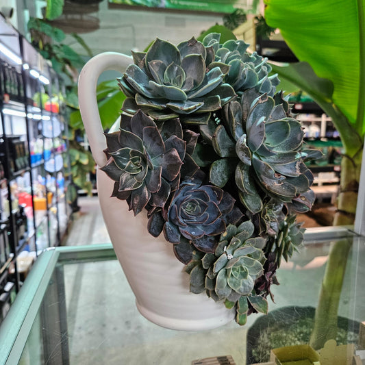 Succulent Arrangement - #1