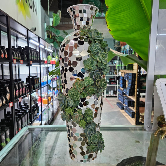 Rare Echeveria Hybrids Succulent Arrangement - #4