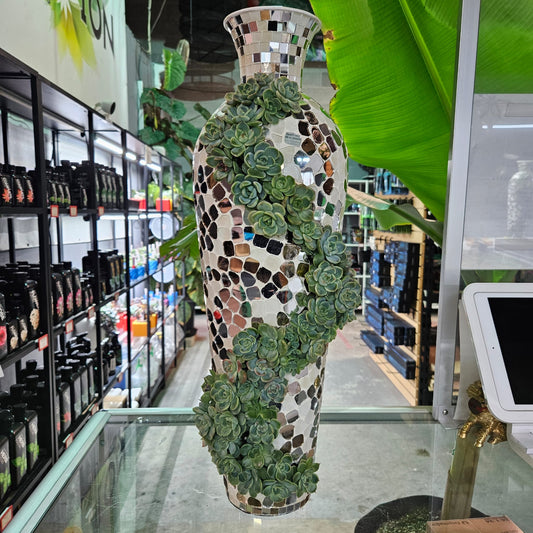 Rare Echeveria Hybrids Succulent Arrangement - #5