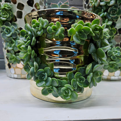 Rare Echeveria Hybrids Succulent Arrangement - #6