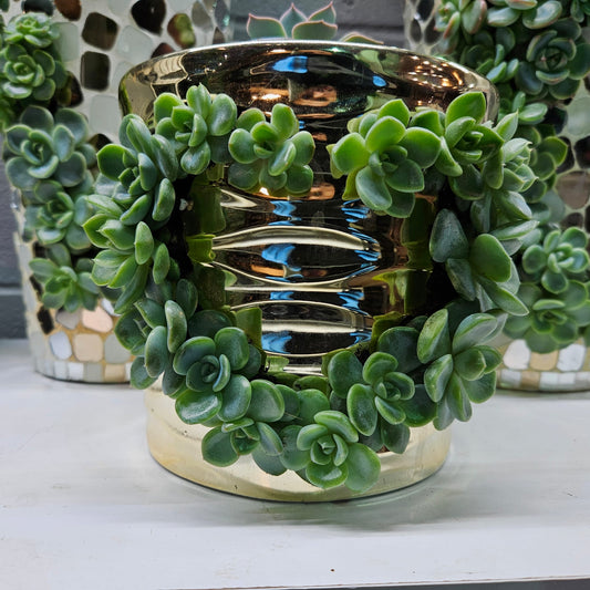 Rare Echeveria Hybrids Succulent Arrangement - #6