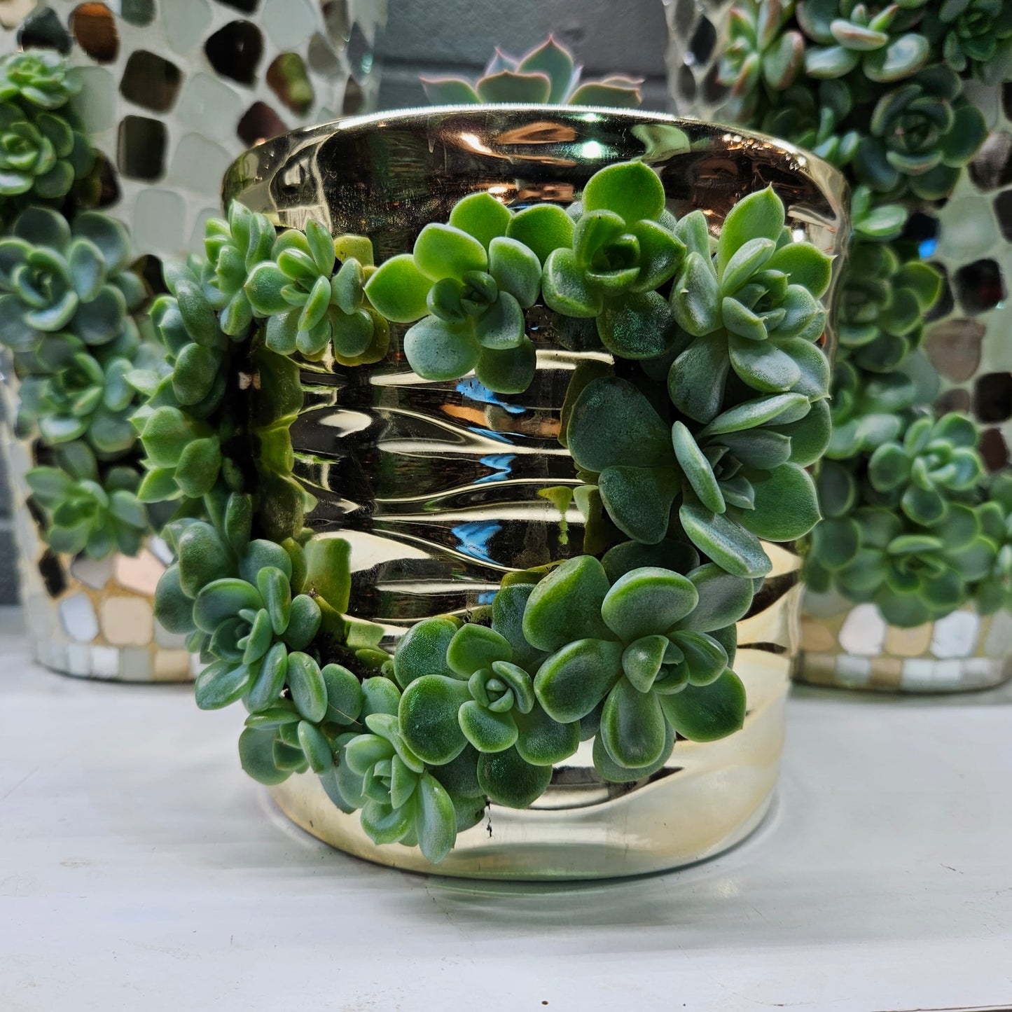 Rare Echeveria Hybrids Succulent Arrangement - #6