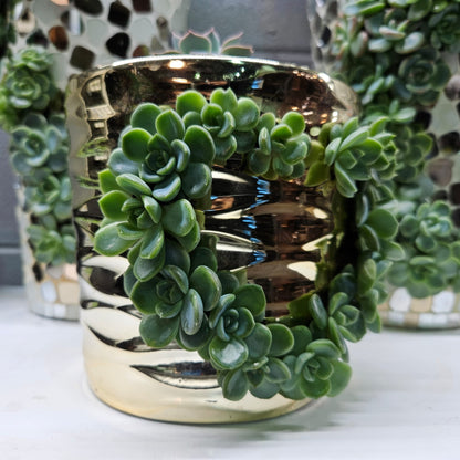 Rare Echeveria Hybrids Succulent Arrangement - #6