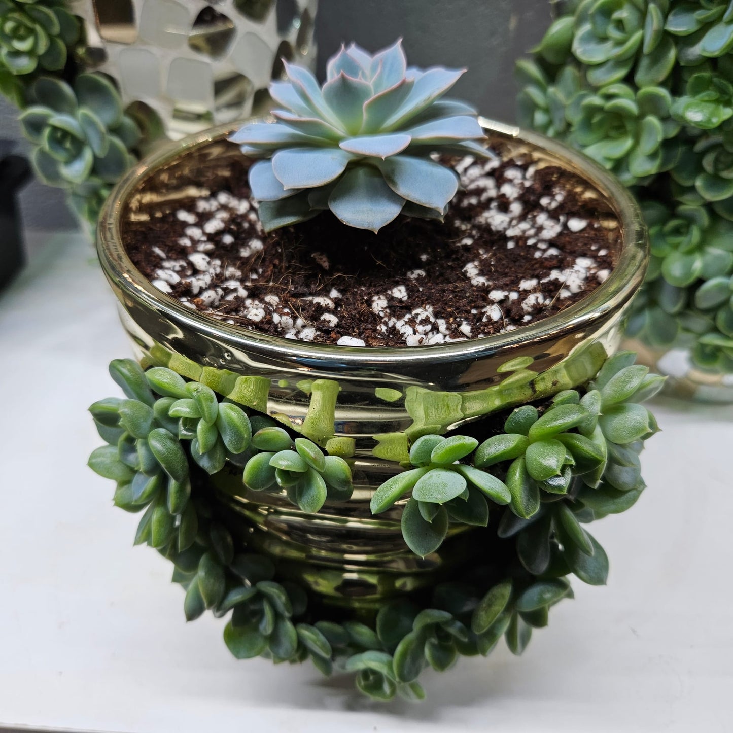 Rare Echeveria Hybrids Succulent Arrangement - #6