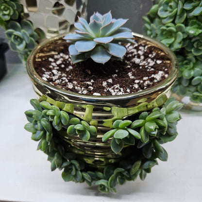 Rare Echeveria Hybrids Succulent Arrangement - #6