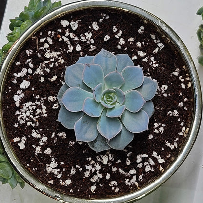 Rare Echeveria Hybrids Succulent Arrangement - #6