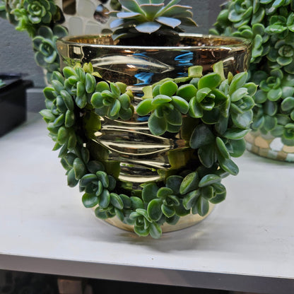 Rare Echeveria Hybrids Succulent Arrangement - #6