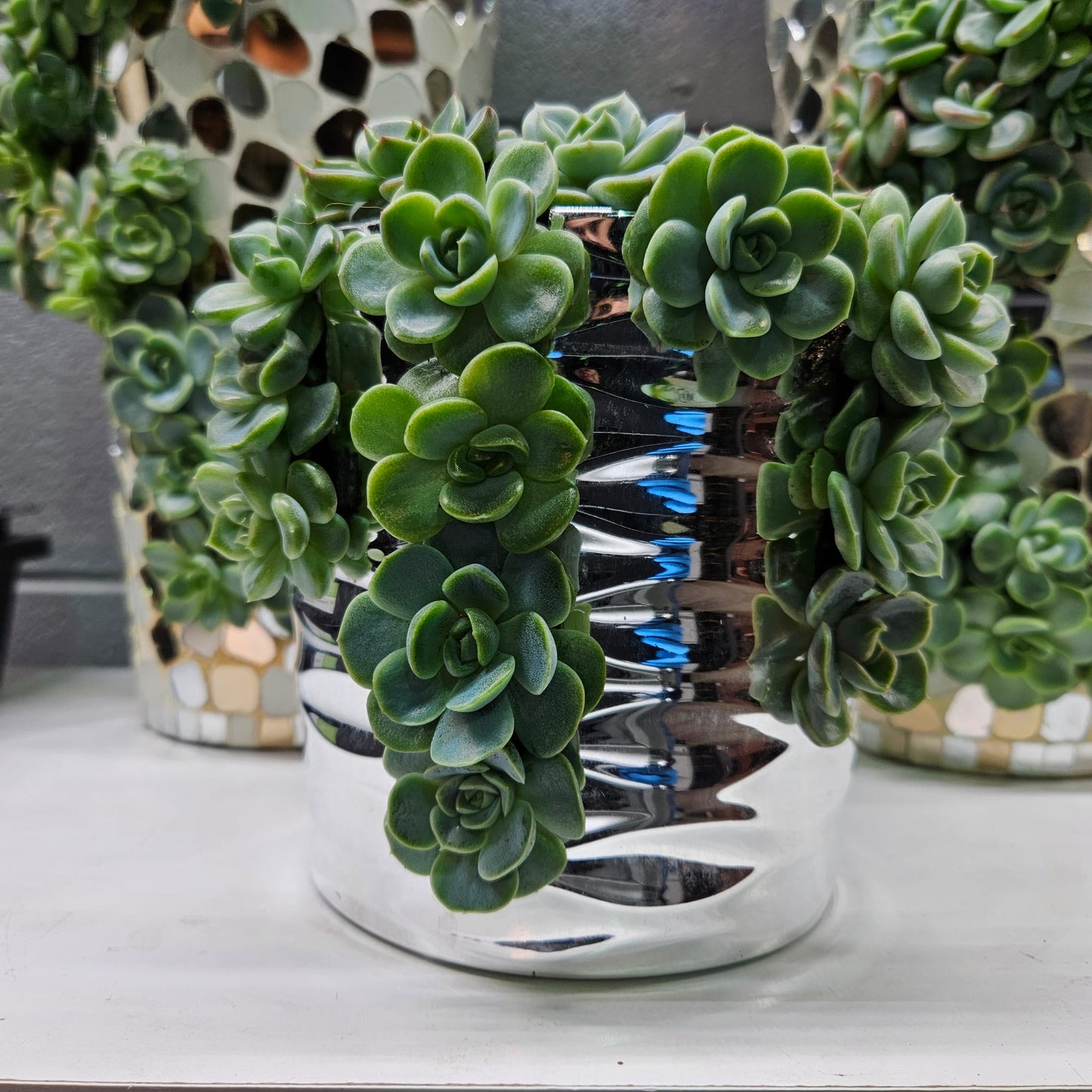 Rare Echeveria Hybrids Succulent Arrangement - #7