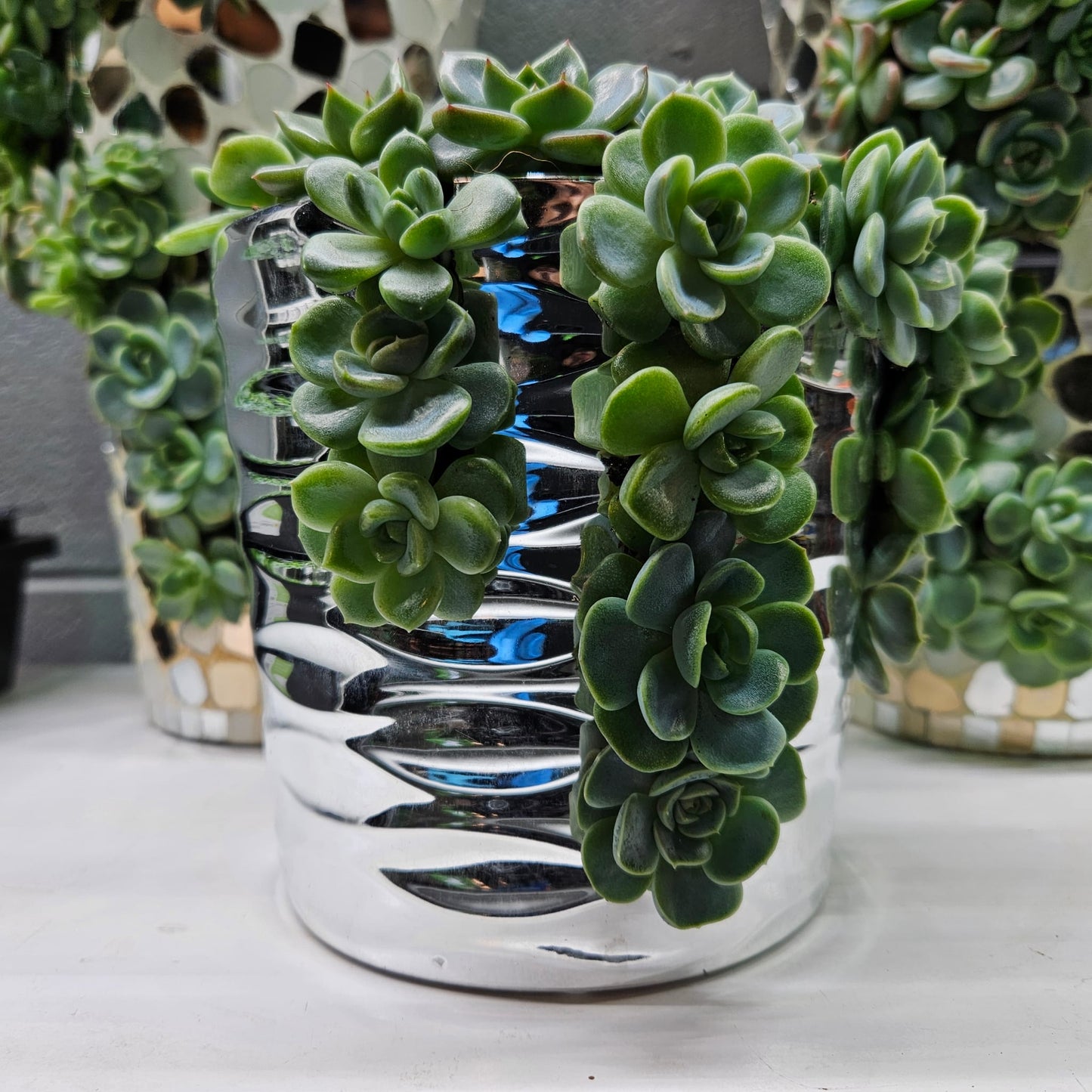 Rare Echeveria Hybrids Succulent Arrangement - #7