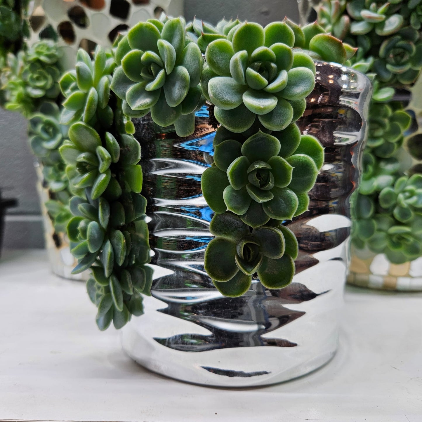 Rare Echeveria Hybrids Succulent Arrangement - #7