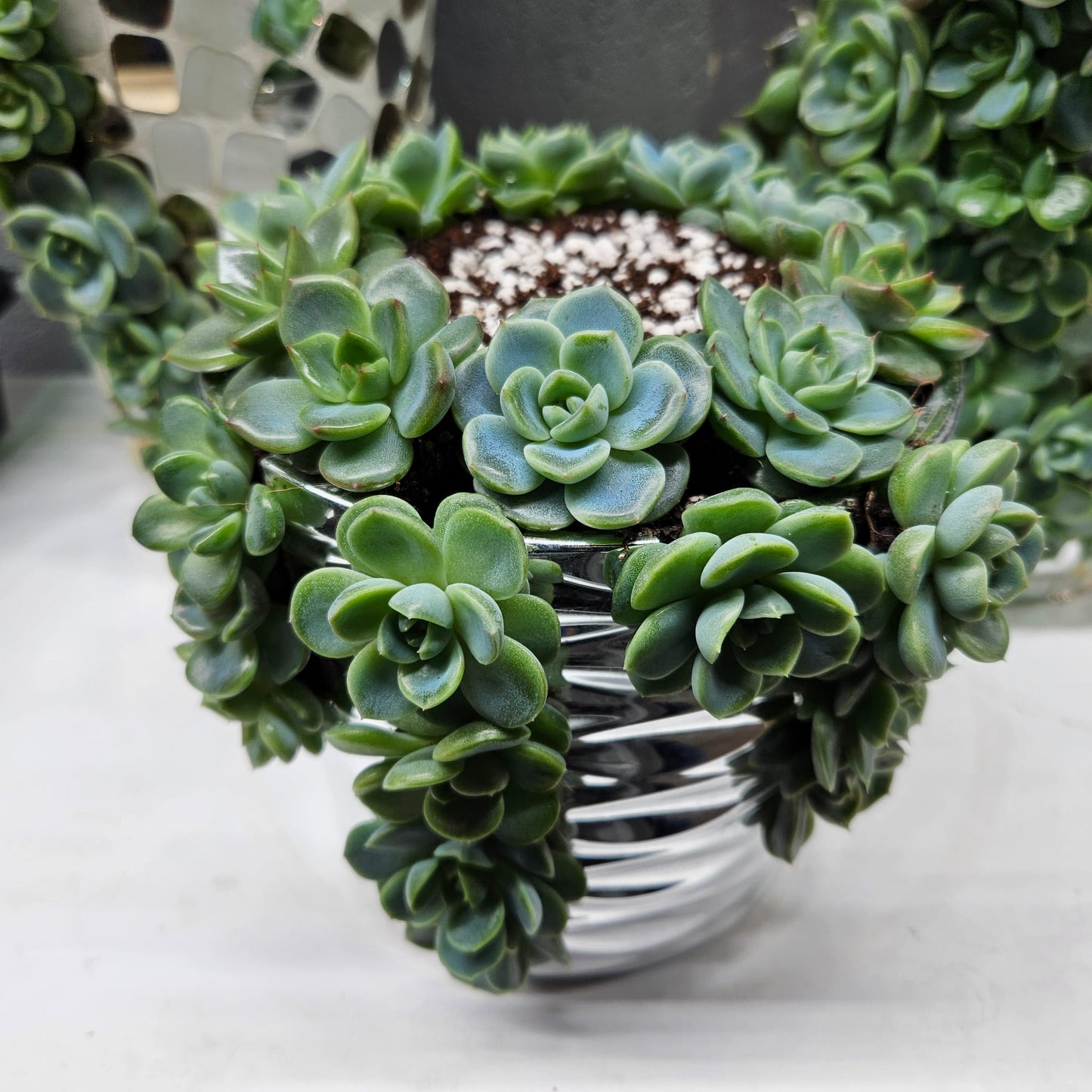 Rare Echeveria Hybrids Succulent Arrangement - #7