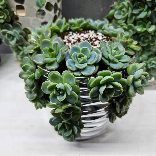 Rare Echeveria Hybrids Succulent Arrangement - #7