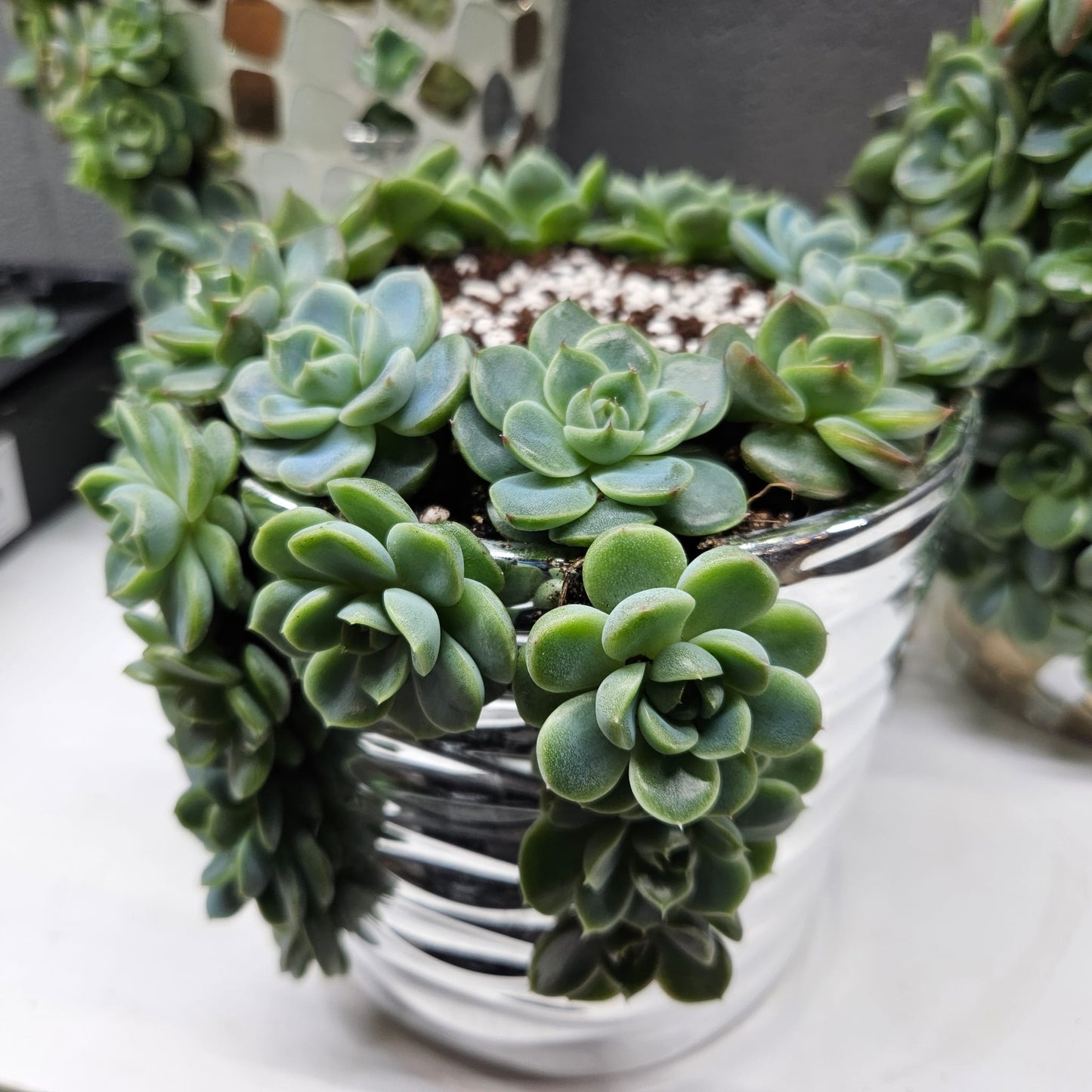 Rare Echeveria Hybrids Succulent Arrangement - #7