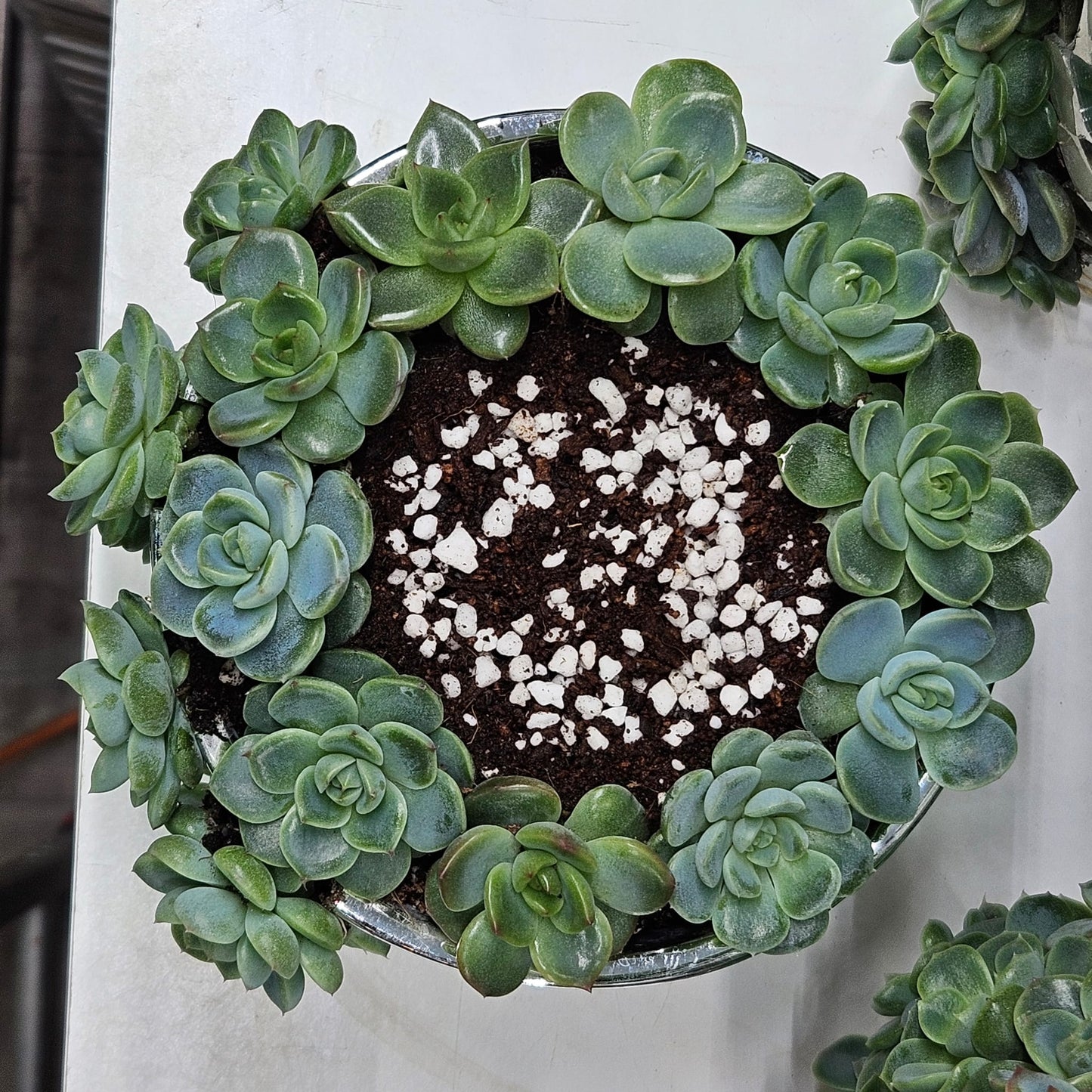 Rare Echeveria Hybrids Succulent Arrangement - #7