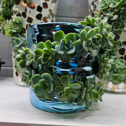 Rare Echeveria Hybrids Succulent Arrangement - #8
