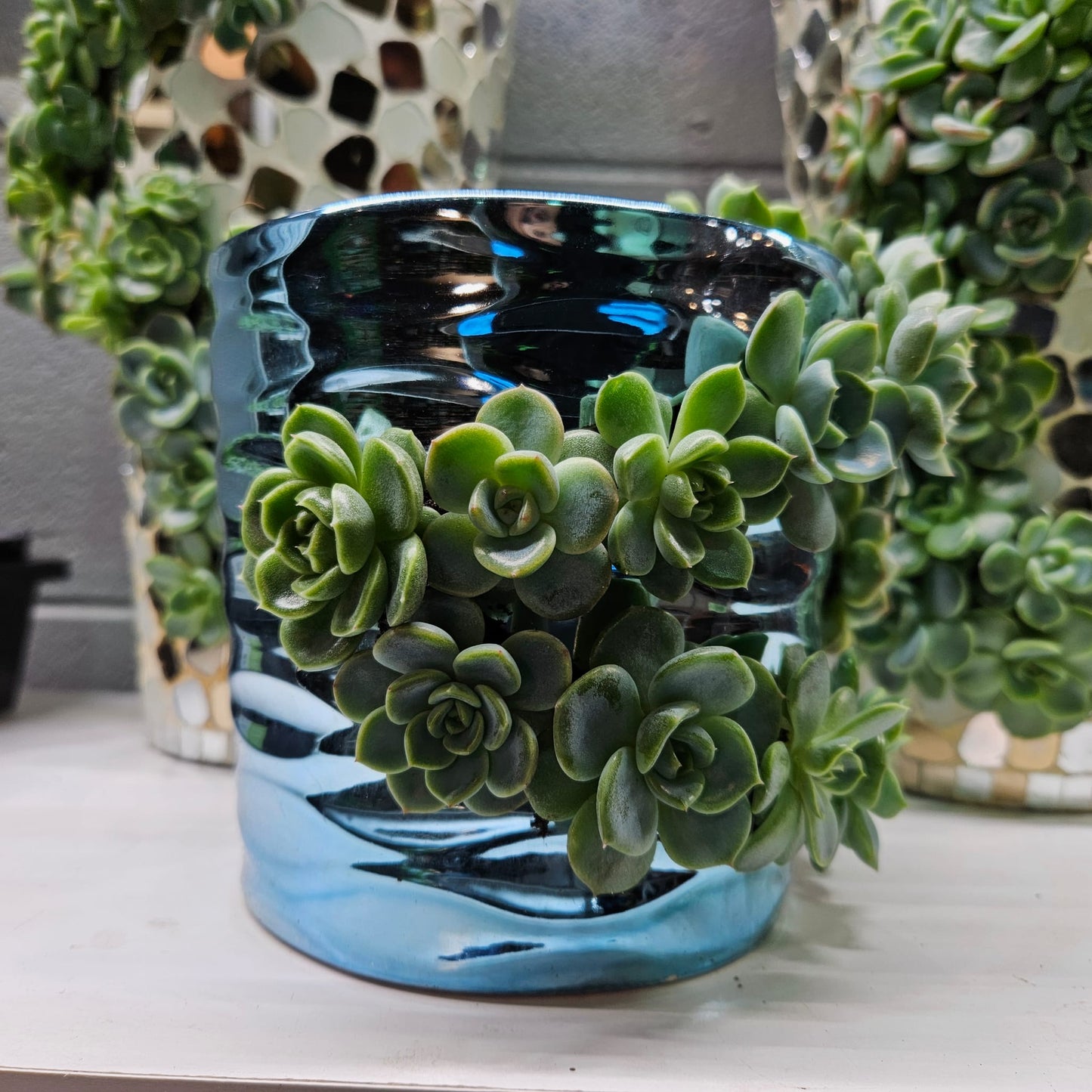 Rare Echeveria Hybrids Succulent Arrangement - #8