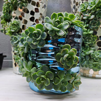 Rare Echeveria Hybrids Succulent Arrangement - #8