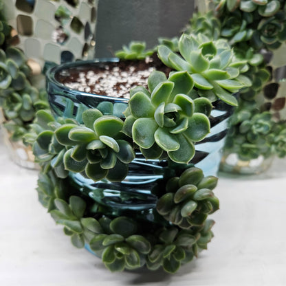 Rare Echeveria Hybrids Succulent Arrangement - #8
