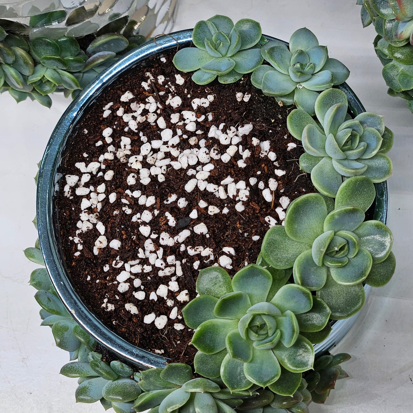 Rare Echeveria Hybrids Succulent Arrangement - #8