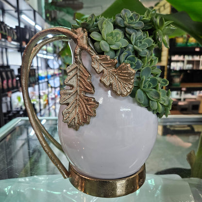 Rare Echeveria Hybrids Succulent Arrangement - #9