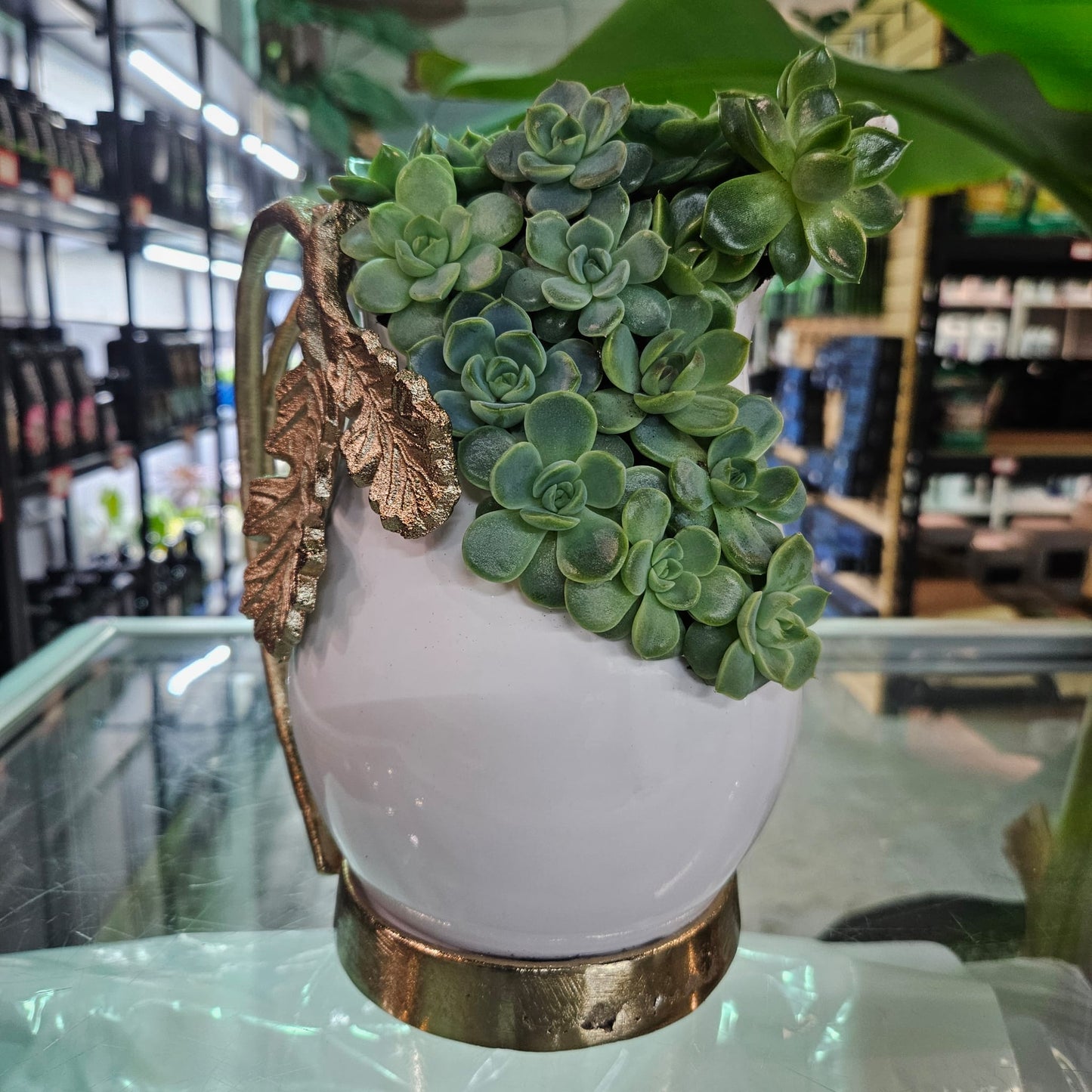 Rare Echeveria Hybrids Succulent Arrangement - #9