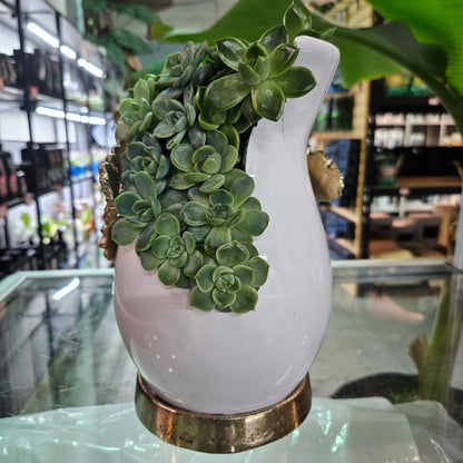 Rare Echeveria Hybrids Succulent Arrangement - #9