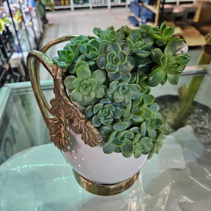 Rare Echeveria Hybrids Succulent Arrangement - #9