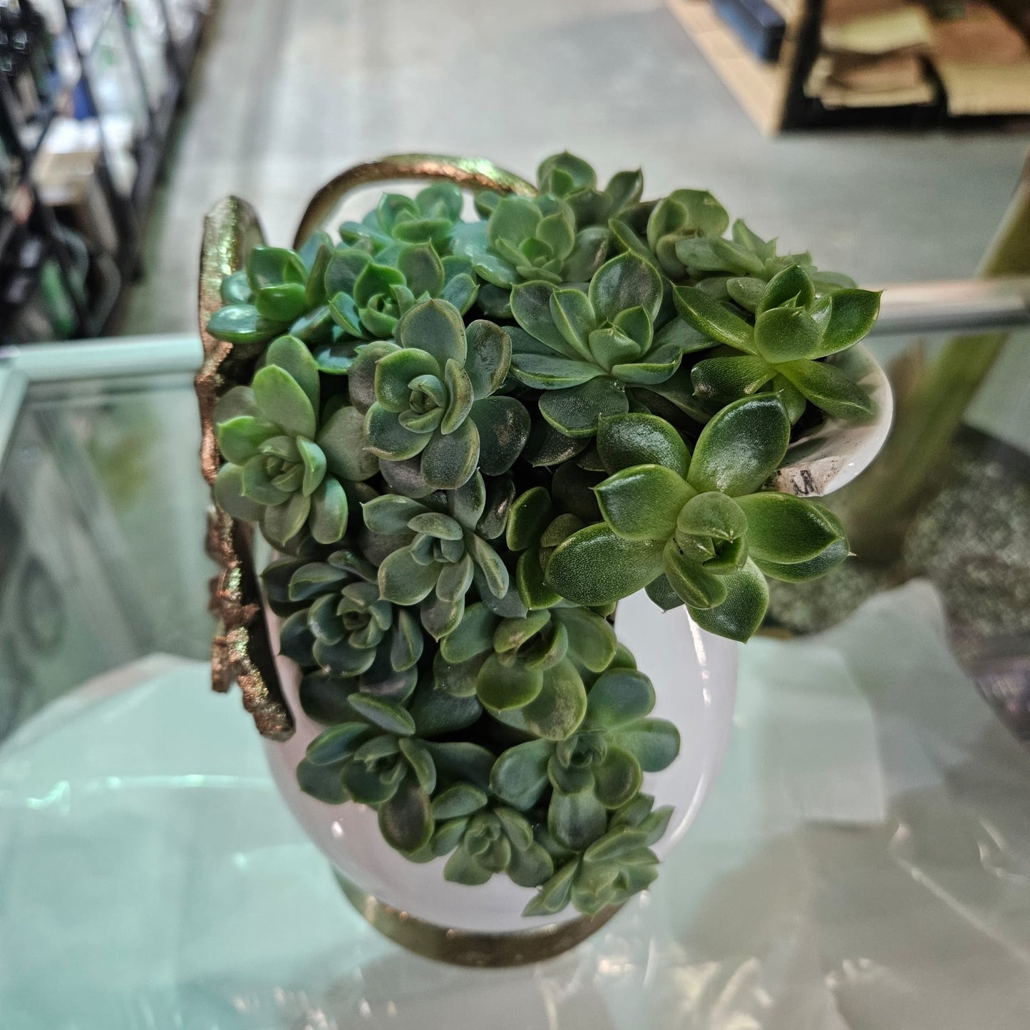 Rare Echeveria Hybrids Succulent Arrangement - #9