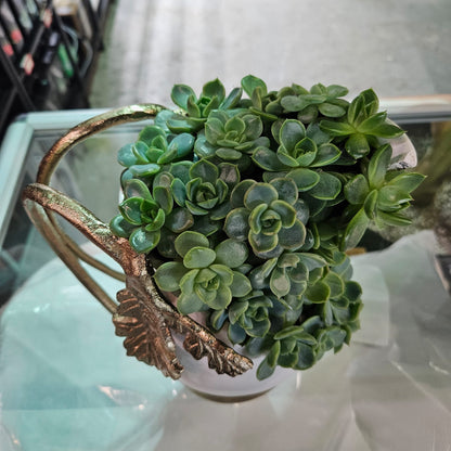 Rare Echeveria Hybrids Succulent Arrangement - #9