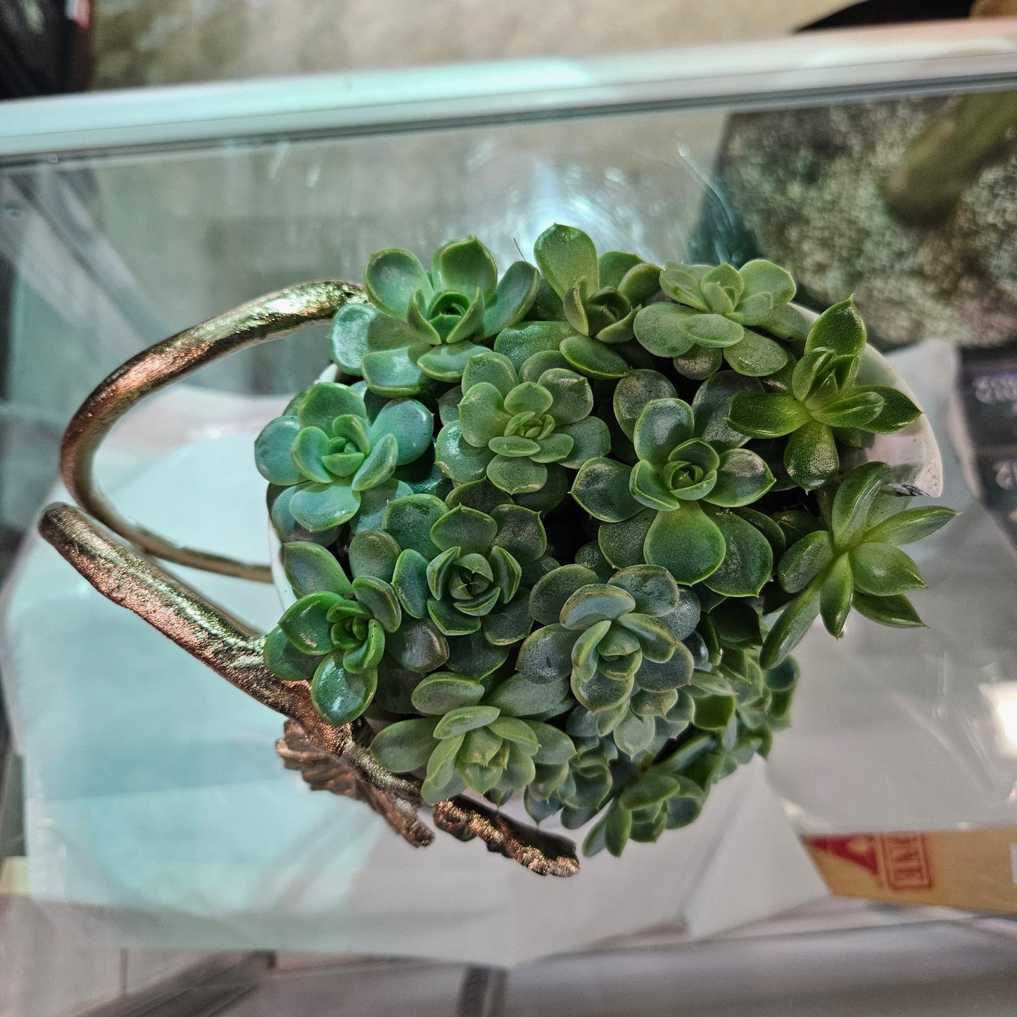 Rare Echeveria Hybrids Succulent Arrangement - #9